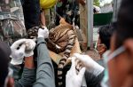 Thai officials continues removal of tigers from controversial temple - 9