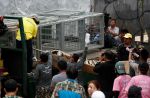 Thai officials continues removal of tigers from controversial temple - 12