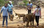 Thai officials continues removal of tigers from controversial temple - 17