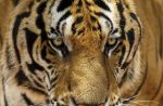 Thai officials continues removal of tigers from controversial temple - 18