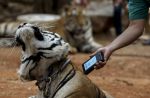 Thai officials continues removal of tigers from controversial temple - 19