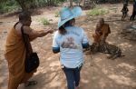 Thai officials continues removal of tigers from controversial temple - 23