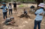 Thai officials continues removal of tigers from controversial temple - 24