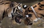 Thai officials continues removal of tigers from controversial temple - 27