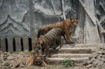 Thai officials continues removal of tigers from controversial temple - 26