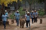 Thai officials continues removal of tigers from controversial temple - 25