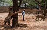 Thai officials continues removal of tigers from controversial temple - 30