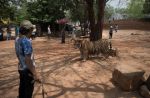 Thai officials continues removal of tigers from controversial temple - 32