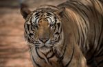 Thai officials continues removal of tigers from controversial temple - 33