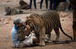 Thai officials continues removal of tigers from controversial temple - 31