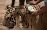 Thai officials continues removal of tigers from controversial temple - 37