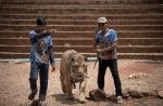 Thai officials continues removal of tigers from controversial temple - 35