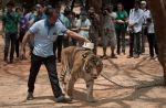 Thai officials continues removal of tigers from controversial temple - 39