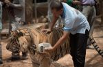 Thai officials continues removal of tigers from controversial temple - 38