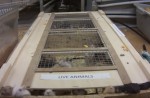 Peta alleges supplier freezes small animals to death - 11