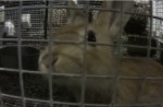 Peta alleges supplier freezes small animals to death - 13