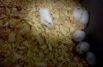 Peta alleges supplier freezes small animals to death - 16