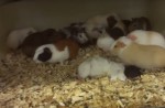 Peta alleges supplier freezes small animals to death - 20