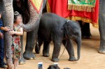 Animals at tourist attractions may be suffering - 2