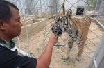 Thai officials continues removal of tigers from controversial temple - 0