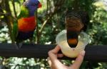 7 things every visitor must see in Jurong Bird Park - 2