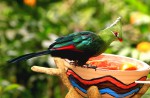 Waterfall Aviary at Jurong Bird Park re-opens - 0