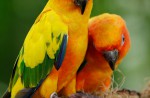 Waterfall Aviary at Jurong Bird Park re-opens - 5