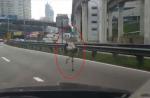 Ostrich sprints down Malaysian Highway - 10