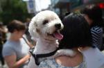 China's dog meat festival growing leaner - 1