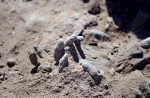 Mass graves reveal Islamic State massacres - 2