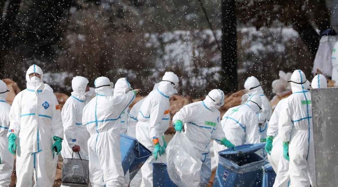 Japan starts culling chickens, ducks after bird flu outbreak: media