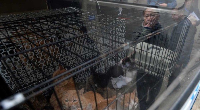 Cats killed in China slaughterhouse sold as rabbit meat