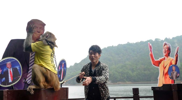 The ‘king of prophets’, Geda the monkey tips Donald Trump for US presidency