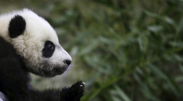 Teacher turns panda droppings into paper