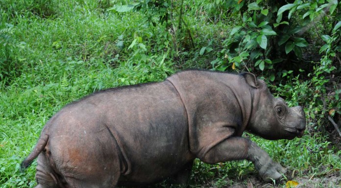 Evidence found in valley could mean Sumatran rhinos exist in the wild