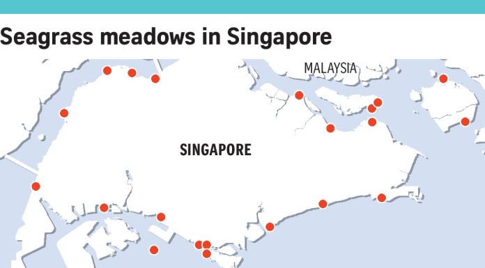 Growing problem for local seagrass