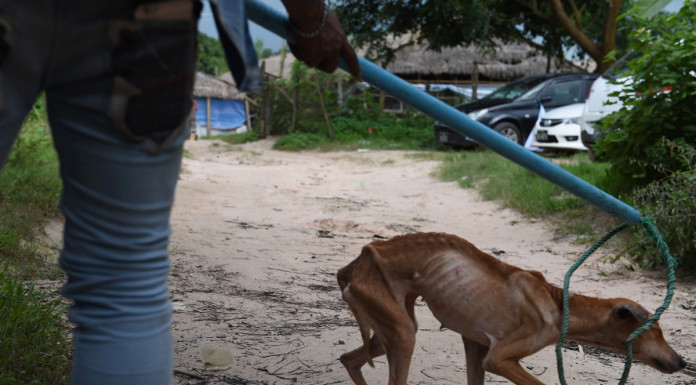 Illegal dog slaughter to be banned in Moran Market