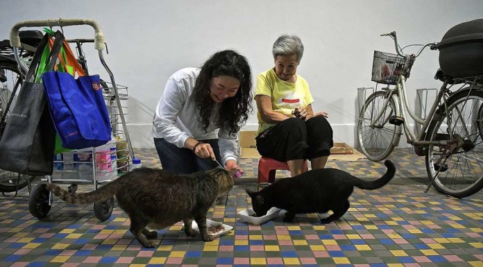 Pet-food donation drive to bring relief to stray feeders