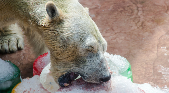 Singapore Zoo celebrates Inuka’s 26th birthday with icy treats