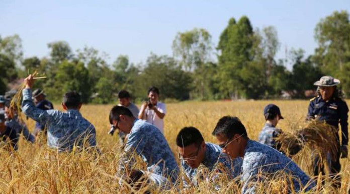 Singapore Air Force personnel help to harvest rice while training in Thailand