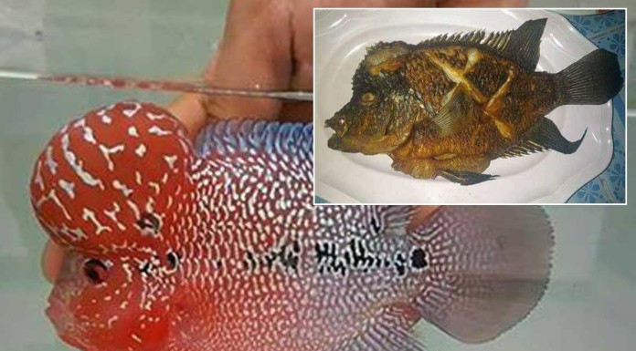 Viral "fried Luo Han" story outed to be fake, reminds us how gullible people still are