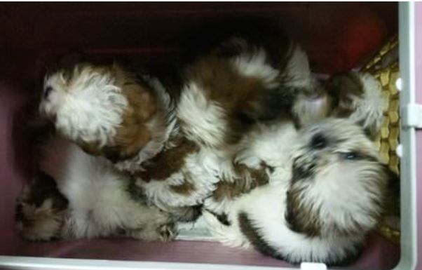 Malaysian man faces imprisonment for smuggling 23 puppies and animal cruelty