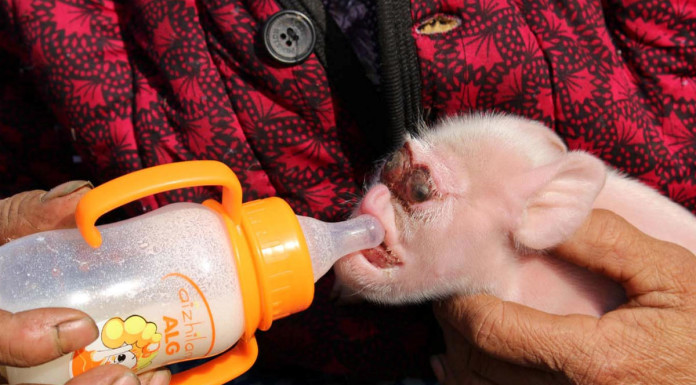 Pig born in China with a face like a monkey has people baffled