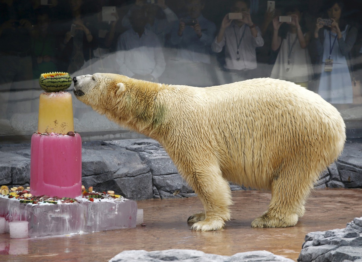 2018-04-25T041610Z_505530351_RC17116B7B20_RTRMADP_3_SINGAPORE-POLARBEAR  