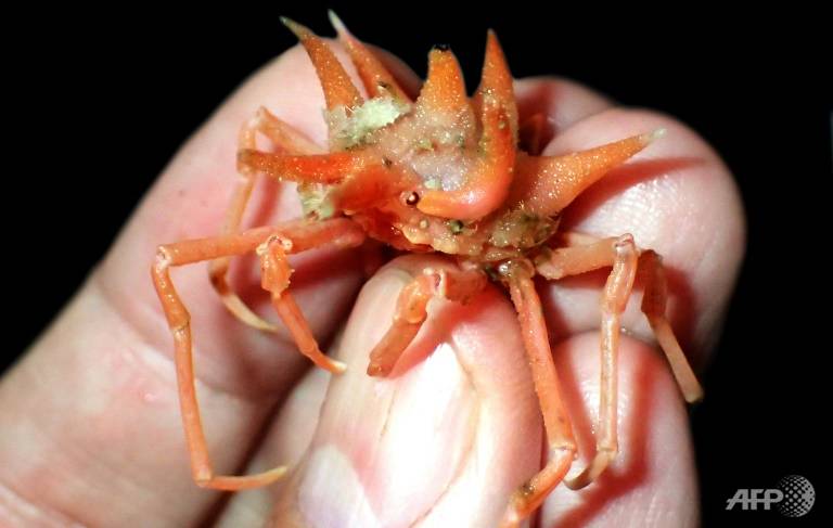 Three new species of spider crabs were discovered during the expedition, the scientists said in a