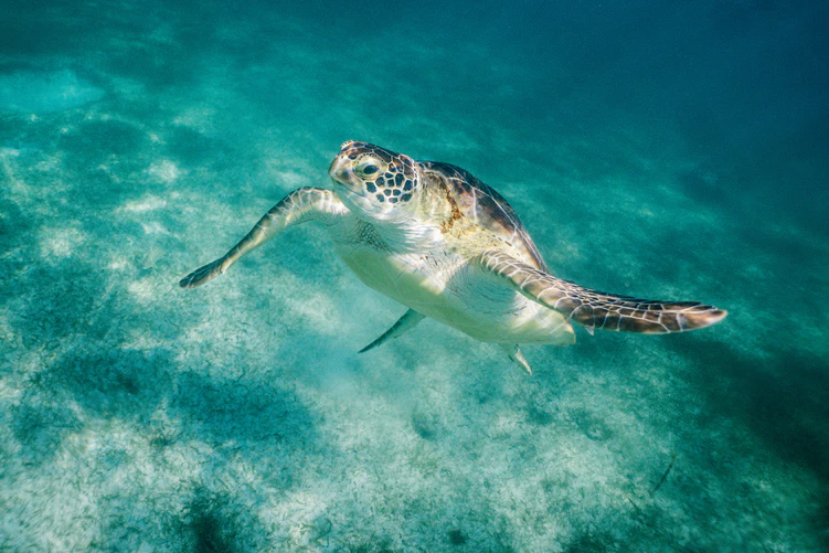 Turtle in Cancun