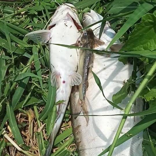 Johor river dead fish