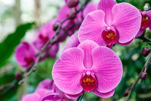 Orchids