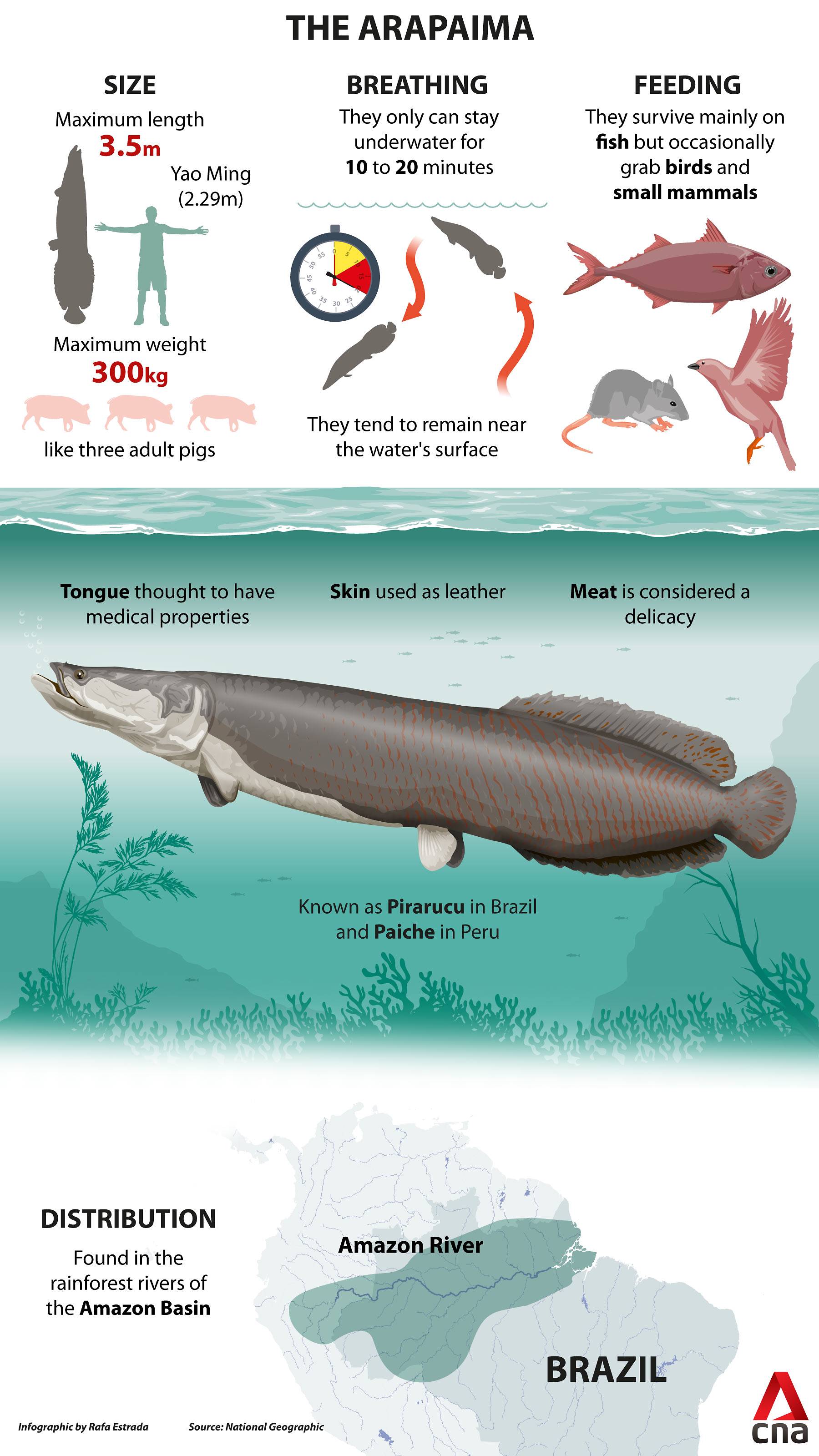 Arapaima graphic