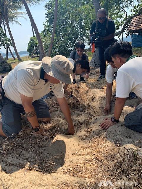 150 hatchlings born at Singapore's only turtle hatchery in 2018